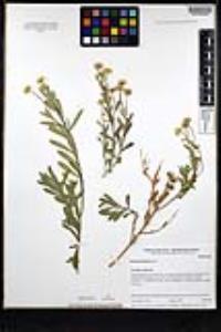 Pulicaria paludosa image