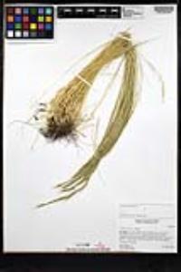 Festuca myuros image
