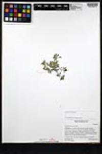 Gnaphalium palustre image