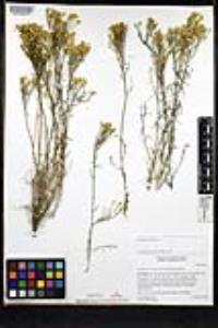 Gutierrezia sarothrae image