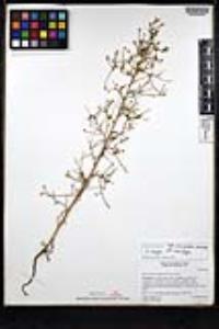 Stephanomeria exigua subsp. exigua image