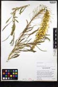 Stanleya pinnata image