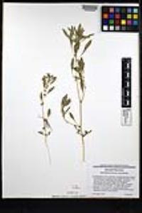 Amaranthus torreyi image