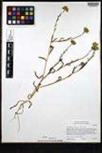 Layia platyglossa image