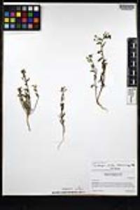 Camissoniopsis pallida subsp. pallida image