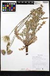 Cirsium neomexicanum image