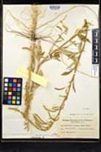 Amaranthus torreyi image