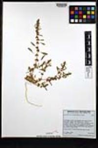 Amaranthus torreyi image