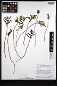 Pentagramma triangularis image