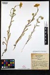 Layia platyglossa image