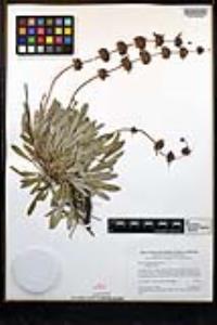 Salvia sonomensis image