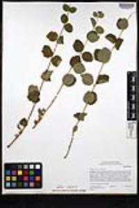 Symphoricarpos mollis image