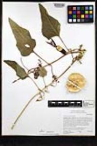 Cucurbita foetidissima image