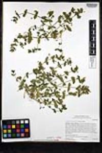 Lysimachia arvensis image