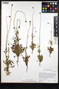 Papaver californicum image
