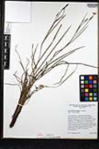 Sisyrinchium bellum image