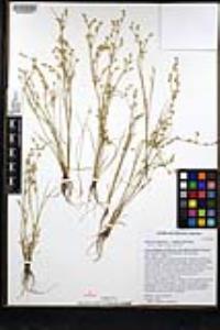 Juncus bufonius image