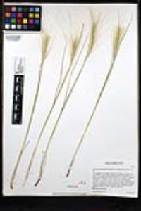 Elymus elymoides var. californicus image