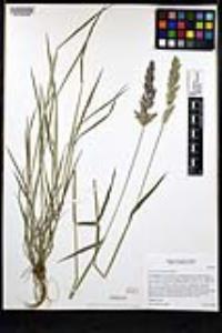 Polypogon interruptus image