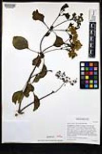 Sambucus nigra image