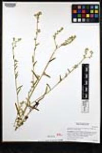 Cryptantha muricata var. denticulata image