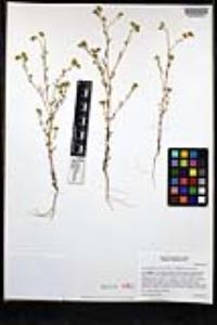 Cryptantha pterocarya var. pterocarya image