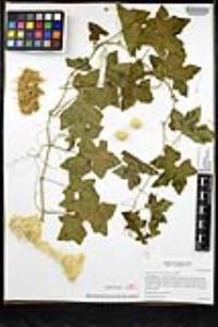 Marah macrocarpa image