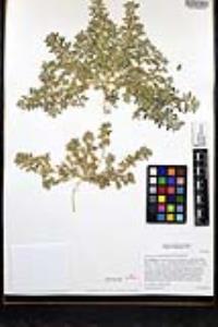 Acmispon parviflorus image