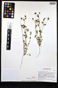 Trifolium gracilentum image