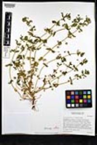 Lysimachia arvensis image