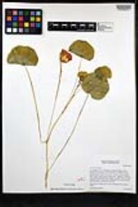 Tropaeolum majus image