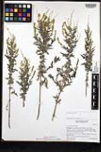 Ambrosia psilostachya image