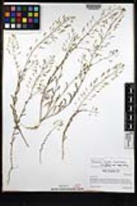 Descurainia pinnata subsp. glabra image