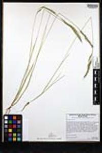 Festuca myuros image