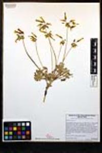 Oxalis pes-caprae image