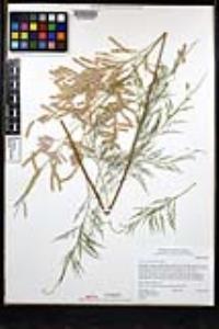 Tamarix ramosissima image