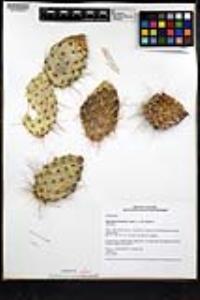 Opuntia polyacantha var. erinacea image