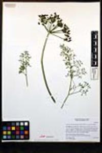 Cymopterus panamintensis var. acutifolius image