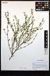Acmispon glaber var. brevialatus image