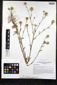 Centaurea melitensis image