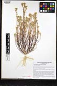Eriastrum filifolium image