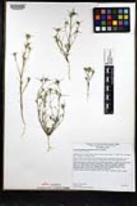 Eriastrum filifolium image