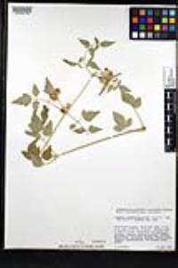 Clematis ligusticifolia image
