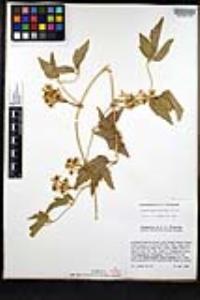 Clematis ligusticifolia image