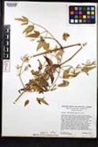Clematis ligusticifolia image