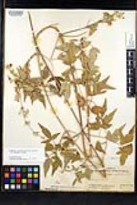 Clematis ligusticifolia image