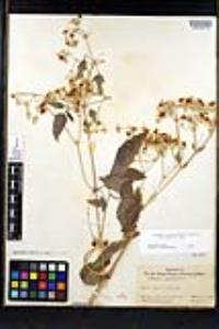 Clematis ligusticifolia image