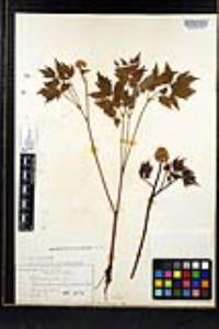 Actaea rubra image