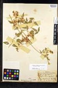 Clematis ligusticifolia image