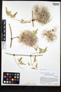 Clematis ligusticifolia image
